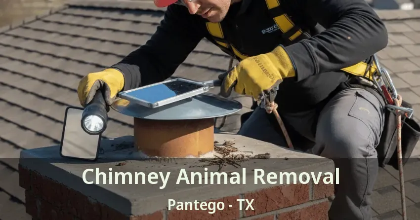 Chimney Animal Removal Pantego - TX Chimney Animal Removal Pantego - TX