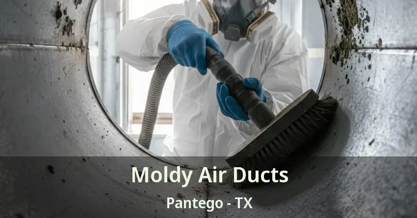 Moldy Air Ducts Pantego - TX
